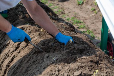Hollanda 'da, hasat mevsiminde kapalı tarlalarda elleri kuşkonmaz sebzeleri toplayan işçiler.