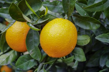 Yunanistan, Mora 'da portakal tarlaları, yeni tatlı portakal hasadı.