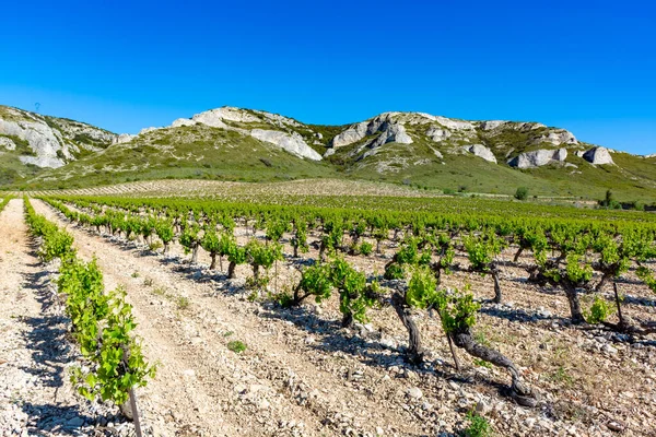 Production Rose Vin Rouge Blanc Dans Les Alpilles Provence Sud — Photo