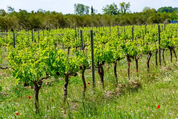 南フランスのプロヴァンス州アルピレスでのバラ 白ワインの生産初夏のブドウ畑での眺め — ストック写真