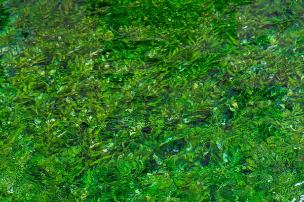 Fiume Ruscello Con Acqua Verde Smeraldo Piante Acqua Verde Sfondo — Foto Stock
