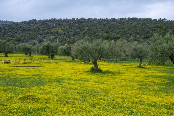 Countryside Landscape Olive Trees Grove Spring Season Colorful Blossom Wild — Stock Photo, Image