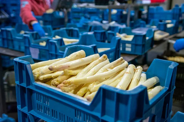 Industrial processing of organic white asparagus vegetable on agricultural farm in Netherlands, washing, peeling, sorting and packing for delivery