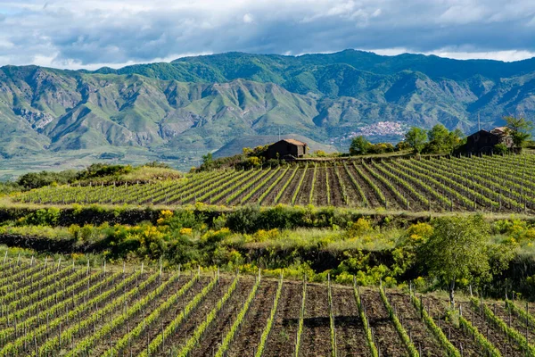 Krajobraz Zielonymi Winnicami Regionie Wulkanu Etna Bogatą Minerały Glebą Lawy — Zdjęcie stockowe