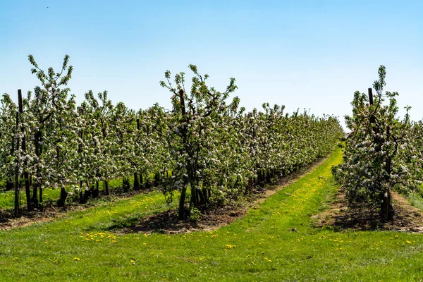 Frühling Rosa Blüte Von Apfelbäumen Obstgarten Obstregion Hespengau Belgien Reihen — Stockfoto