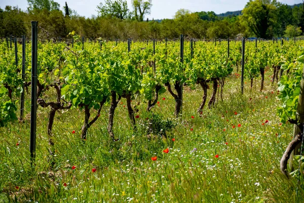 Alpilles Provence Güney Fransa Gül Kırmızı Beyaz Şarap Üretimi Yazın — Stok fotoğraf