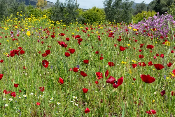 Frühling Farbenfroher Floraler Hintergrund Wiese Mit Blühenden Wilden Und Roten — Stockfoto