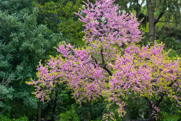 Primavera Rosa Fiore Albero Giuda Cercis Siliquastrum Primo Piano Sfondo — Foto Stock