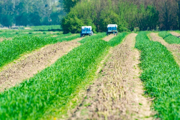 Cosecha Espárragos Verdes Campo Con Hileras Espárragos Orgánicos Maduros Agricultura — Foto de Stock