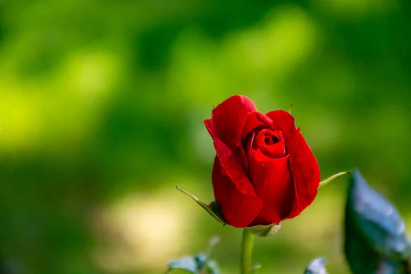 Bourgeon Serré Rose Rouge Poussant Dans Jardin — Photo