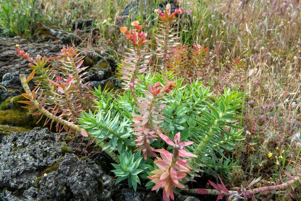 エトナ火山の花 季節の花ユーフォルビア リギダ ゴーファー スプルング 直立ミルトル スプルングの花 — ストック写真