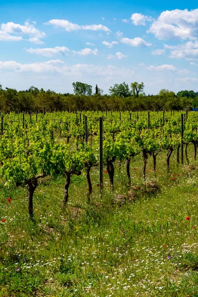 Produkcja Wina Różanego Czerwonego Białego Alpilles Prowansja Południe Francji Widok — Zdjęcie stockowe