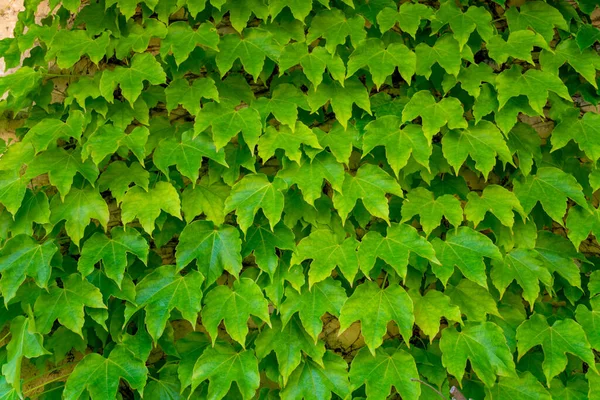 Groene Wilde Druif Natuur Achtergrond Groene Muur Kopiëren Ruimte — Stockfoto