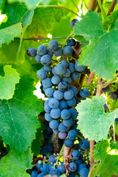 Planta Uva Vinha Cultivando Uvas Vinho Tinto Itália Sirah Petit — Fotografia de Stock
