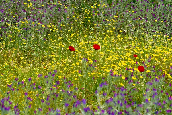 자주색 노란색 과붉은 양귀비 — 스톡 사진