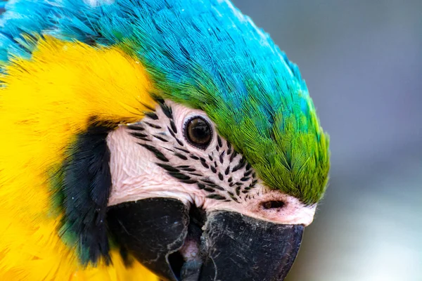 Perroquet Bleu Jaune Oiseau Exotique Coloré Longue Queue Près — Photo