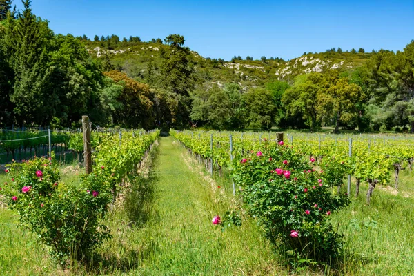 Production Rose Red White Wine Alpilles Provence South France View — Stock Photo, Image
