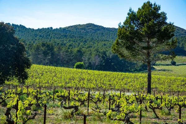 Produkce Růžového Červeného Bílého Vína Alpilles Provence Jižní Francie Pohled — Stock fotografie