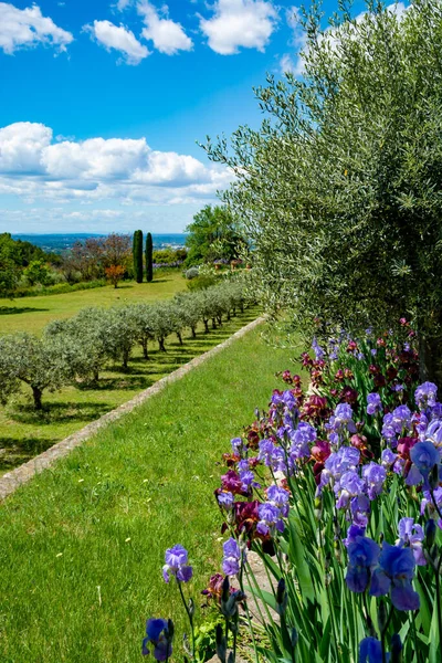 Lilac Iris Bloemen Lente Bloesem Van Kleurrijke Irissen Olijfboomgaard Provence — Stockfoto