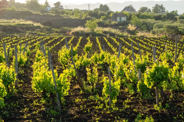 Paysage Avec Vignobles Verts Dans Région Volcan Etna Avec Sol — Photo