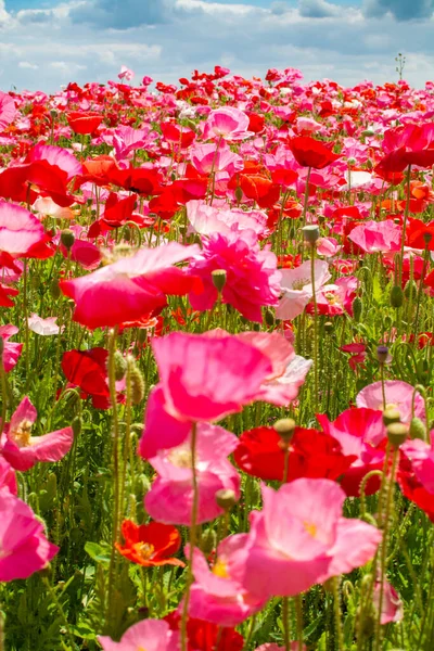 Fondo Colorido Naturaleza Campos Amapola Con Muchas Flores Amapola Blancas — Foto de Stock