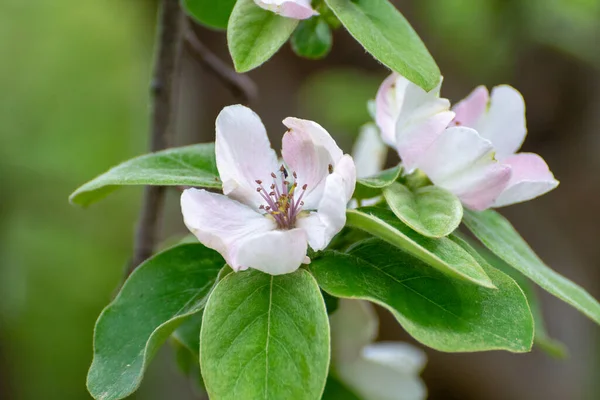 Flores Cor Rosa Árvore Maçã Flor Primavera Pomar Fruto Perto — Fotografia de Stock