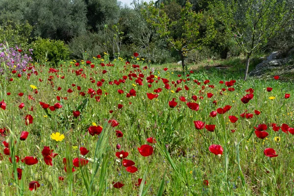 Wiosna Kolorowe Tło Kwiatowe Łąka Kwitnącym Dzikim Czerwonym Makiem Peloponez — Zdjęcie stockowe