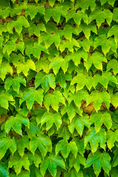 Grüne Wilde Trauben Natur Hintergrund Grüne Wand Kopierraum — Stockfoto