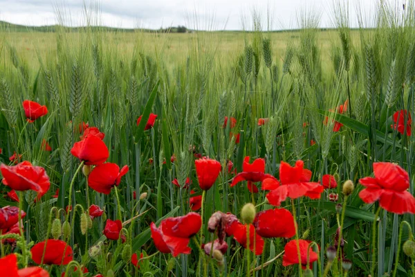 Campos Con Pasta Verde Inmadura Trigo Duro Amapolas Rojas Sicilia — Foto de Stock