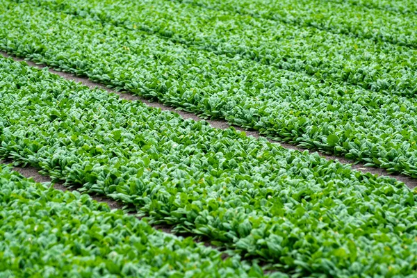 Büyüyen Yeşil Ispanak Bitkilerinden Oluşan Gıda Arka Planı — Stok fotoğraf