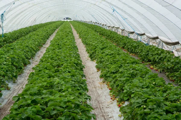 Green houses constructions on strawberry fields, strawberry plants in rows growing on  farm on soil