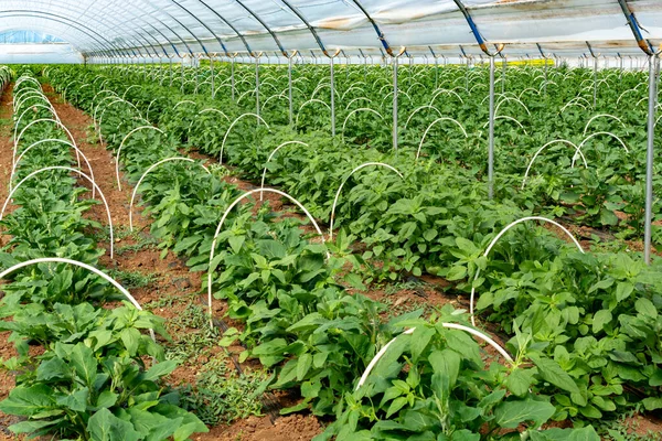 Jeunes Plants Légumes Aubergines Poussant Serre Agriculture Grèce — Photo