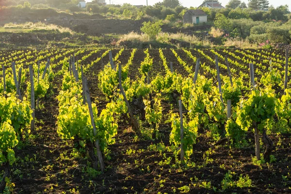 Ландшафт Зеленими Виноградниками Районі Вулкана Етна Багатим Мінералом Ґрунтом Сицилії — стокове фото