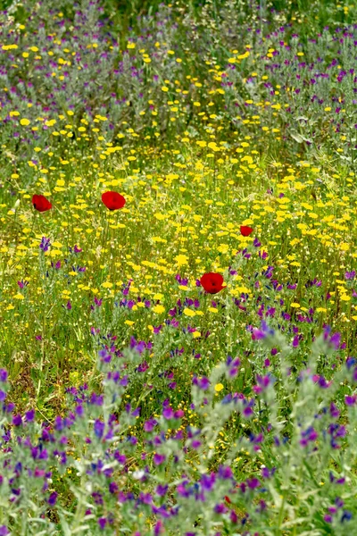 カラフルな花の背景 野生の紫 黄色と赤のポピーの花の牧草地 — ストック写真