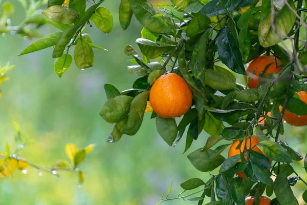 Orange Citrus Fruit Plantations Peloponnese Greece New Harvest Sweet Juicy — Stock Photo, Image