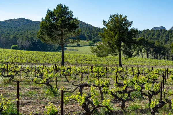 Produkce Růžového Červeného Bílého Vína Alpilles Provence Jižní Francie Pohled — Stock fotografie