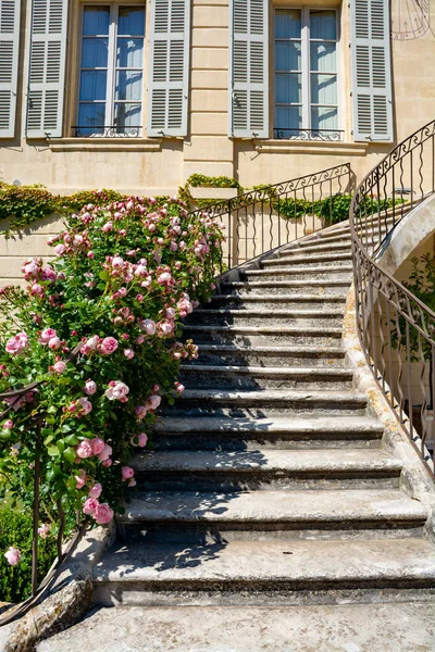 Цветок Розовых Роз Растущих Саду Замка Провансе Франция Солнечный День — стоковое фото