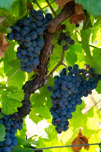 Planta Uva Viñedo Uvas Vino Tinto Crecimiento Italia Sirah Petit — Foto de Stock