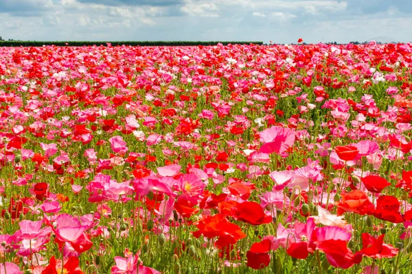 Fondo Colorido Naturaleza Campos Amapola Con Muchas Flores Amapola Blancas — Foto de Stock