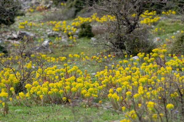 Frühling Bunte Blumige Hintergrund Bergwiese Mit Blühenden Gelben Wildblumen — Stockfoto