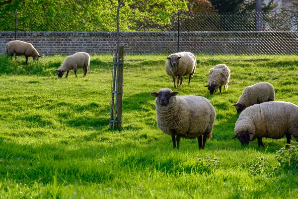 Stado Owiec Jagniąt Wiosennym Ogrodzie Młodej Zielonej Trawie Słoneczny Dzień — Zdjęcie stockowe