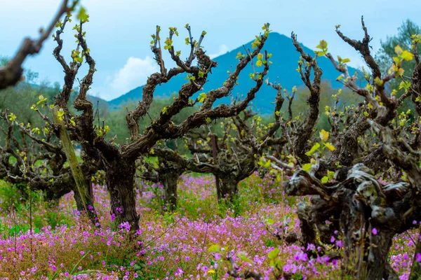 Old trunks and young green shoots of wine grape plants in rows in vineyard and spring wild flowers, wine production in Greece