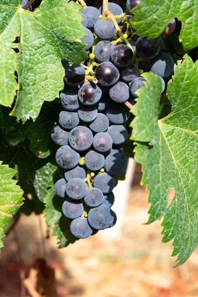 Planta Uva Viñedo Uvas Vino Tinto Crecimiento Italia Sirah Petit — Foto de Stock