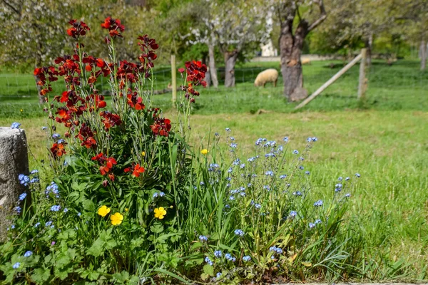 Primavera Nell Aria Fioritura Stagionale Meli Frutto Ciliegi Nel Frutteto — Foto Stock