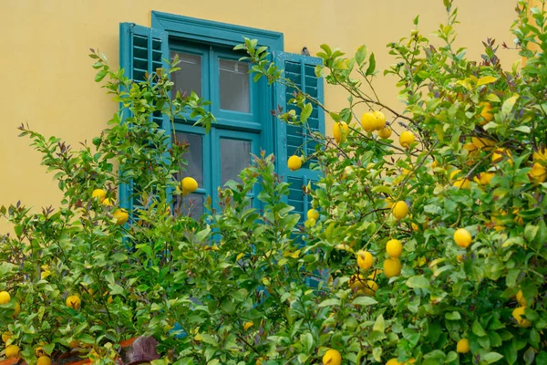 Limoni Gialli Maturi Agrumi Tropicali Appesi Agli Alberi Limone Giardino — Foto Stock