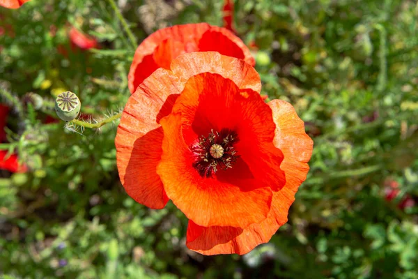 Flores Amapola Roja Sobre Hierba Verde Cerca — Foto de Stock