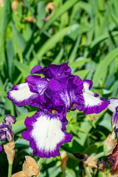 Fiori Iris Lilla Fiore Primaverile Iris Colorati Provenza Sud Della — Foto Stock