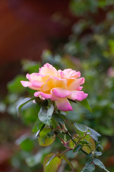Grand Jardin Rose Jaune Rose Fleur Dans Jardin — Photo