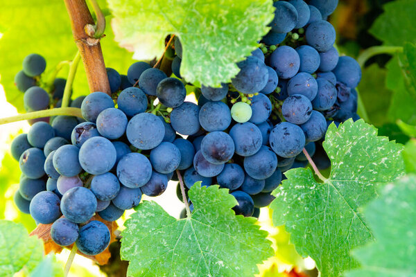 Виноградник на винограднике, выращивание красного винограда в Италии, Сирах, Пети Вердо, Каберне Совиньон виноград
