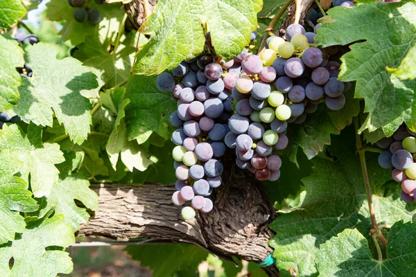 ブドウ畑でのブドウ栽培 イタリアでの赤ワインブドウ栽培 シラー プティ ヴェルドット カベルネ ソーヴィニヨンのブドウ — ストック写真